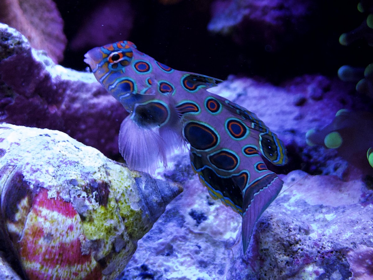 大人気 AQUAZONE Fish Reef HYBRID 水中庭園 PCゲーム