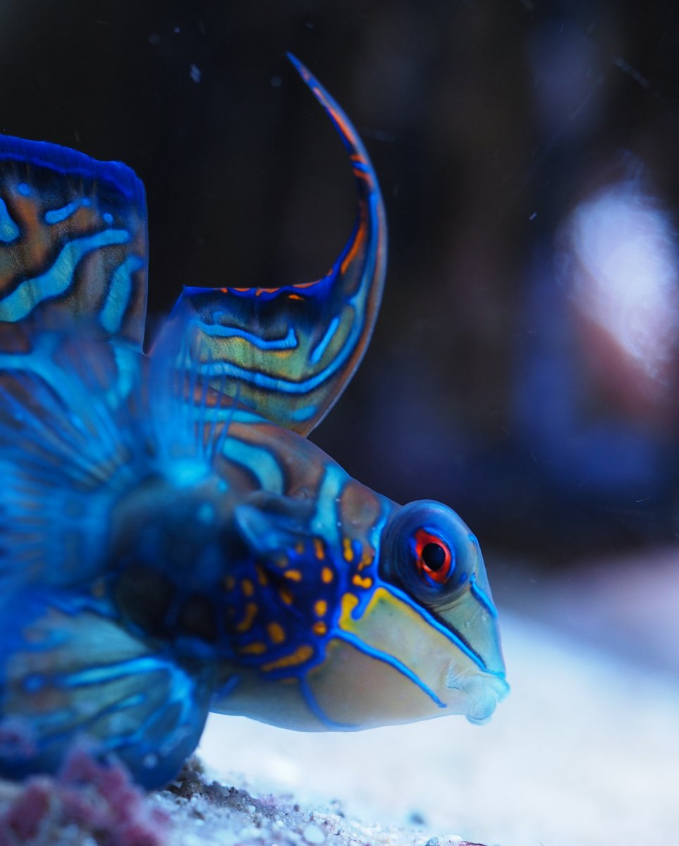Mandarin2019010607.jpg