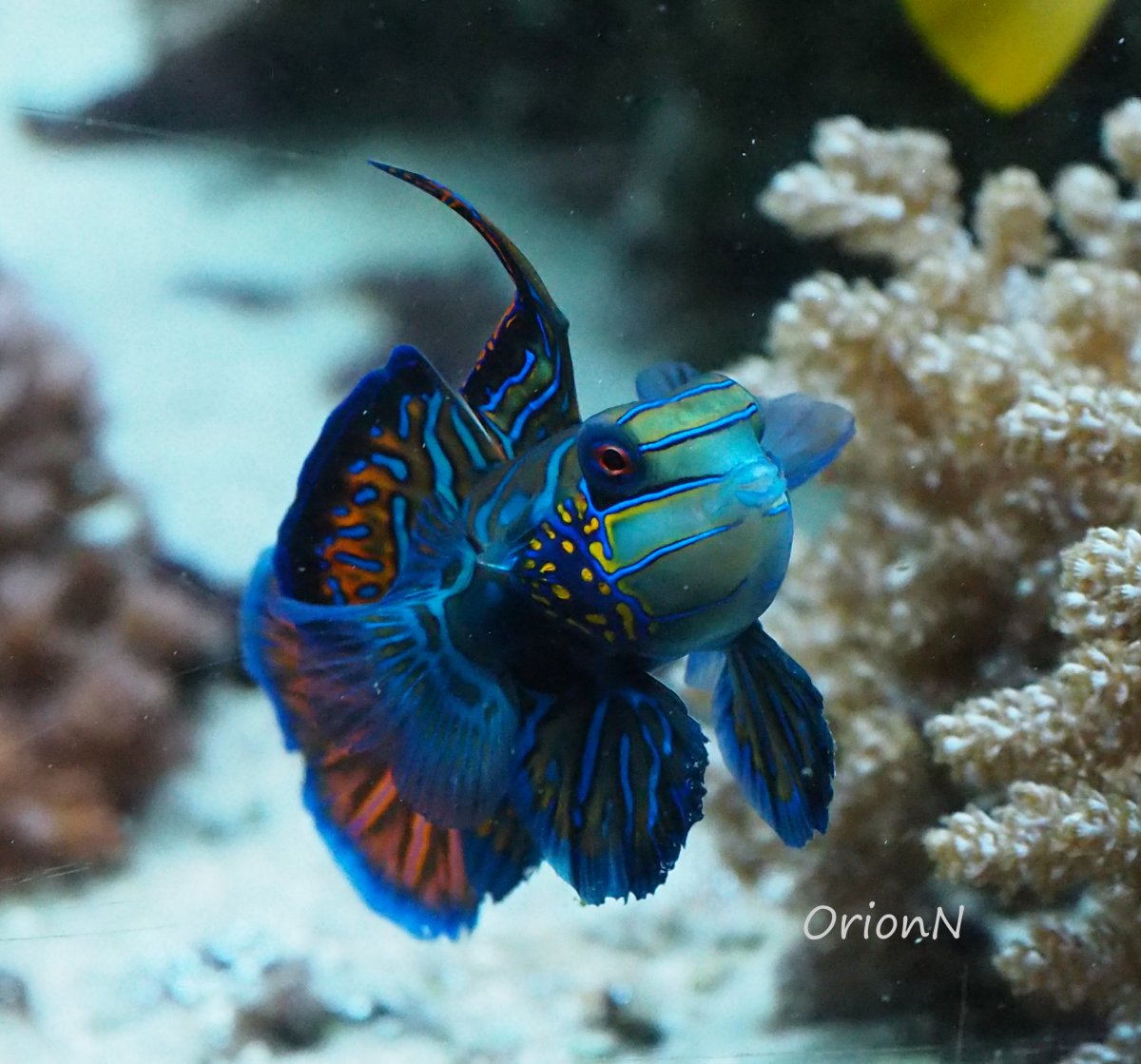 Mandarin2019101401.jpg