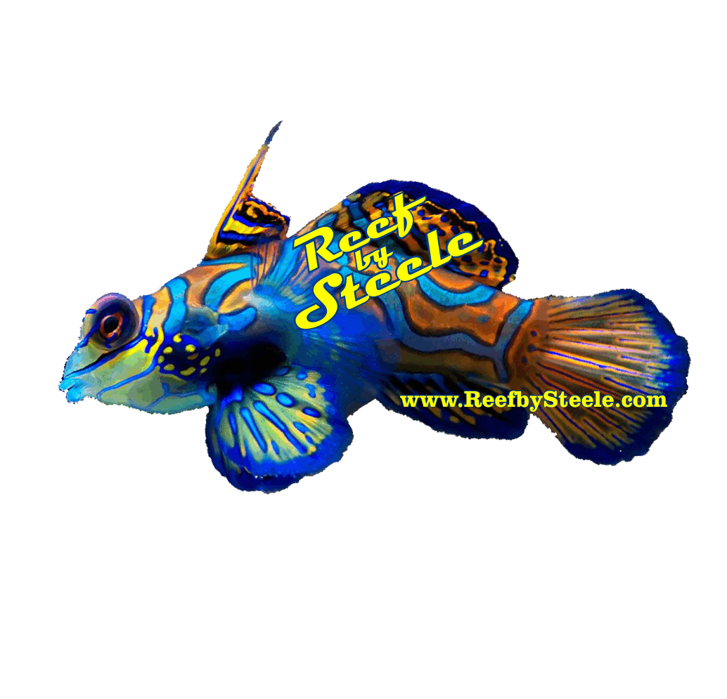 QUESTION OF THE DAY - Stuck to your aquarium: Do you put reef-related ...