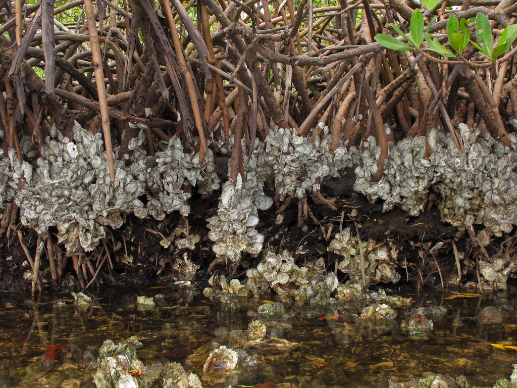 Mangrove Oysters ( ALLAN CRESSLER OK TO USE) .jpg