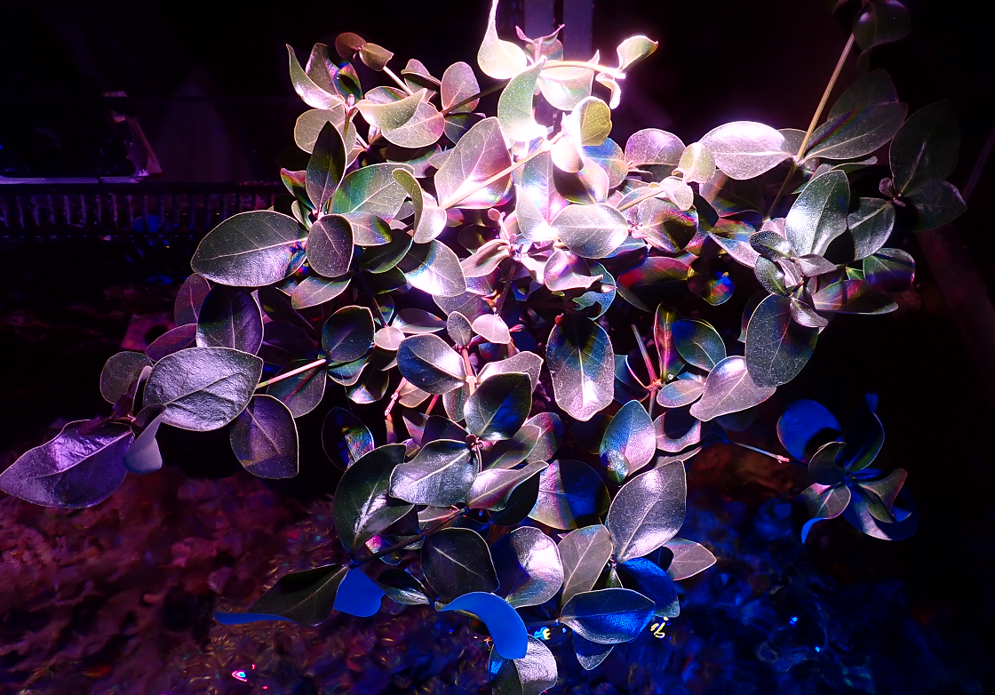 mangrovefull.png
