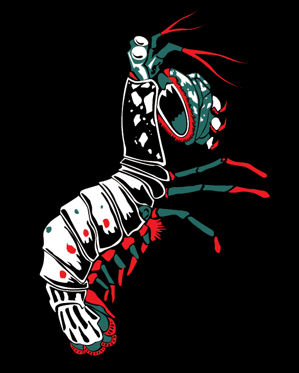 mantis shrimp-01.jpg