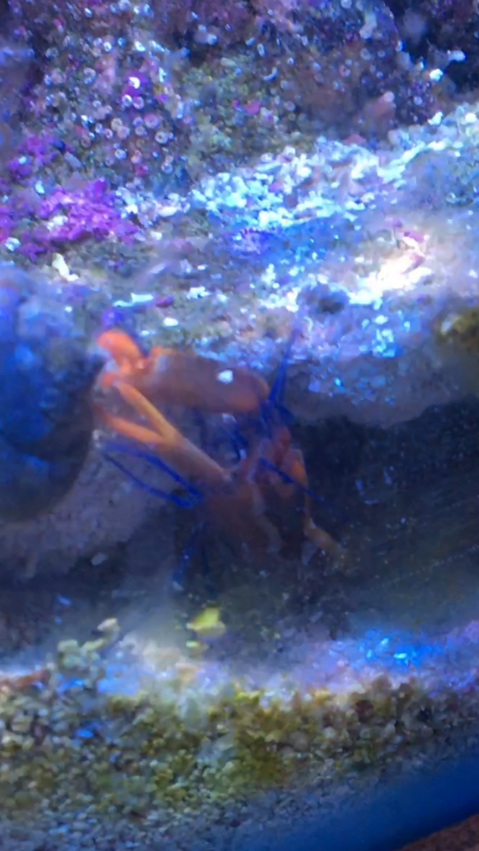 Mantis shrimp 3.PNG