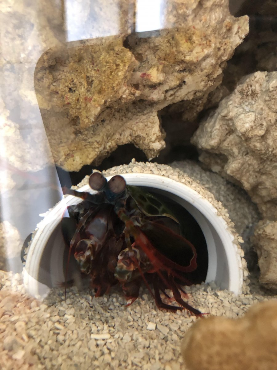 mantis shrimp pic 1.jpg