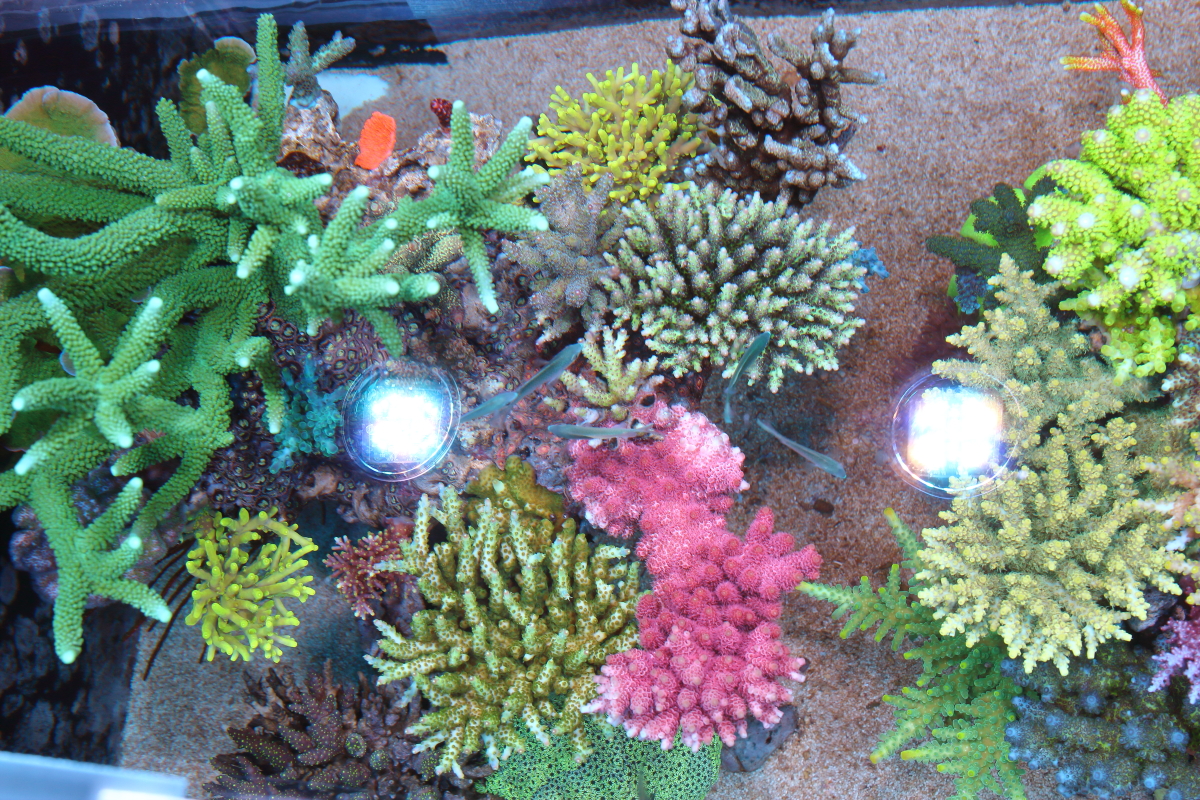 MAR021.JPG