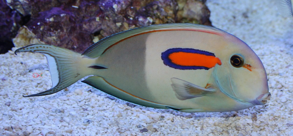 Marine-Fish-for-Sale-WN01-Orange-Shoulder-Tang.JPG