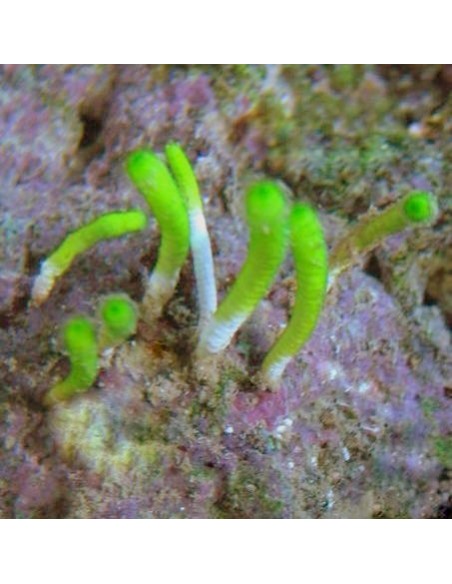 marine-macroalgae-neomeris-annulata.jpg