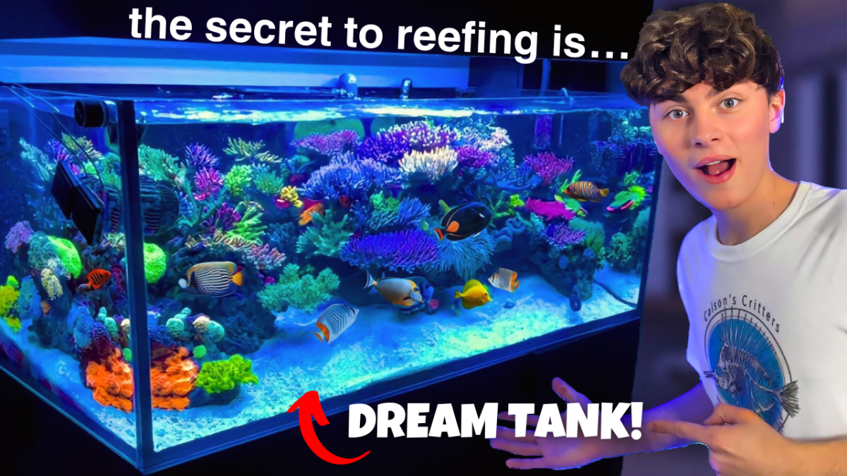 Mark Hatter’s Reef!.png