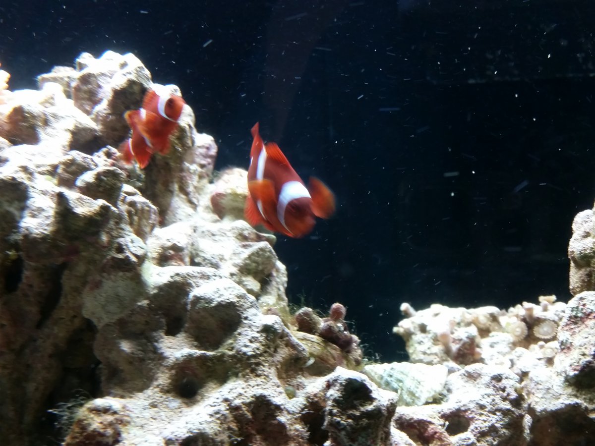 Maroon Clowns.jpg