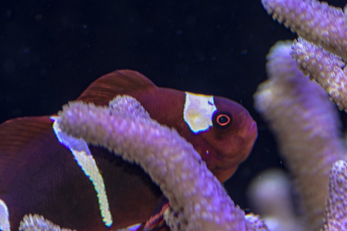 Maroon.jpg