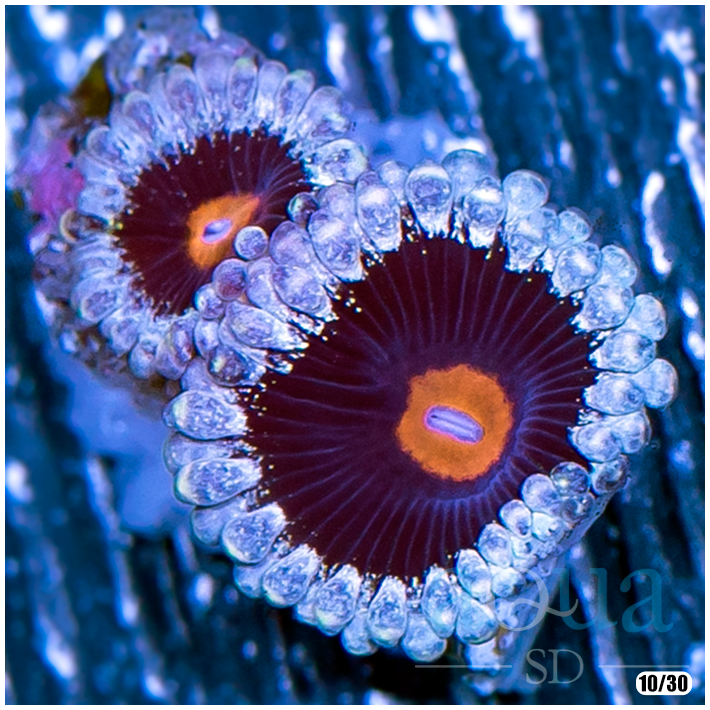 Mary Jane Palys Zoas -.png