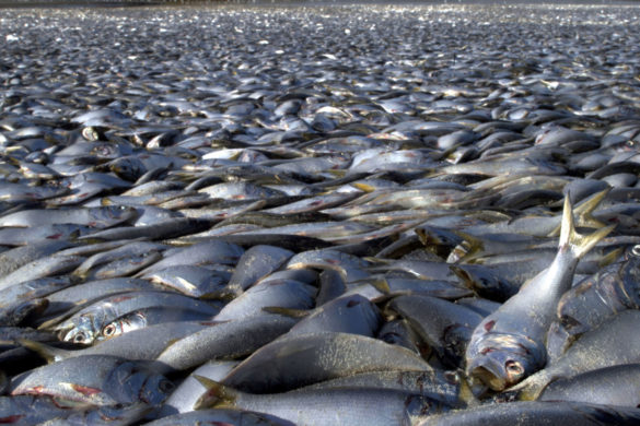 massive-fish-kill-causes-thousands-dead-fish-pile-up-massachusetts-river-1-585x390.jpg