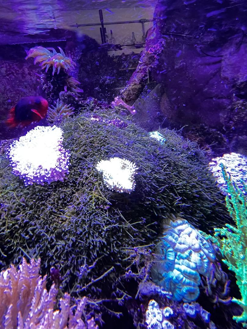 Mat Macro.jpg