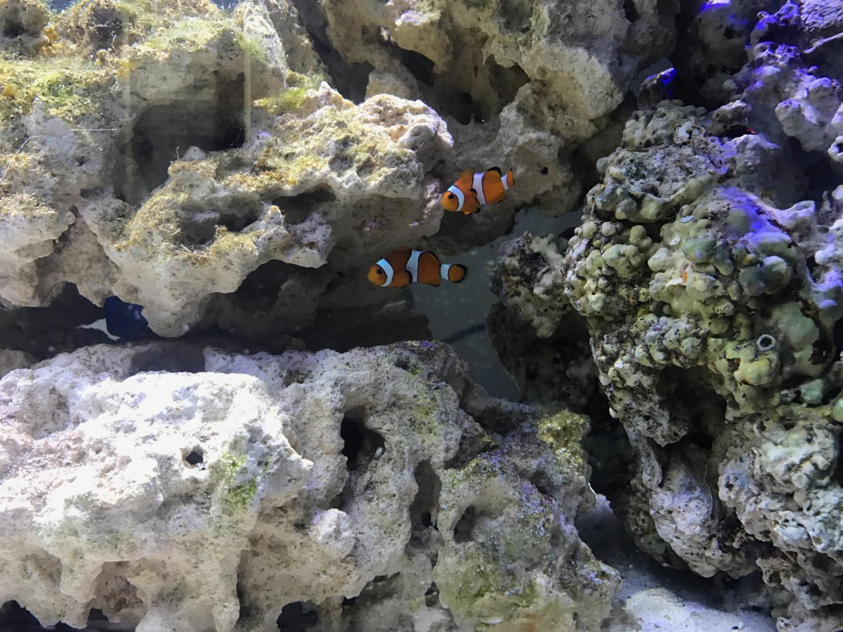 mated clowns.jpeg