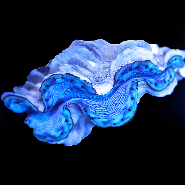 Livestock - New WYSIWYG Maxima Clams on Biota's Ocean Oddities | Reef2Reef