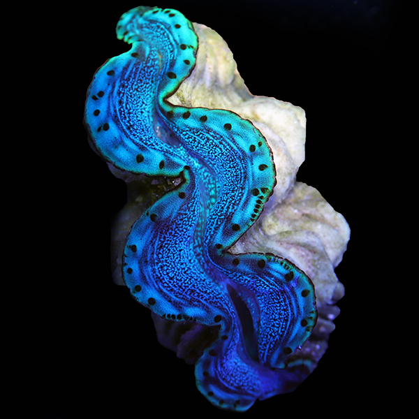 Livestock - New WYSIWYG Maxima Clams on Biota's Ocean Oddities | Reef2Reef