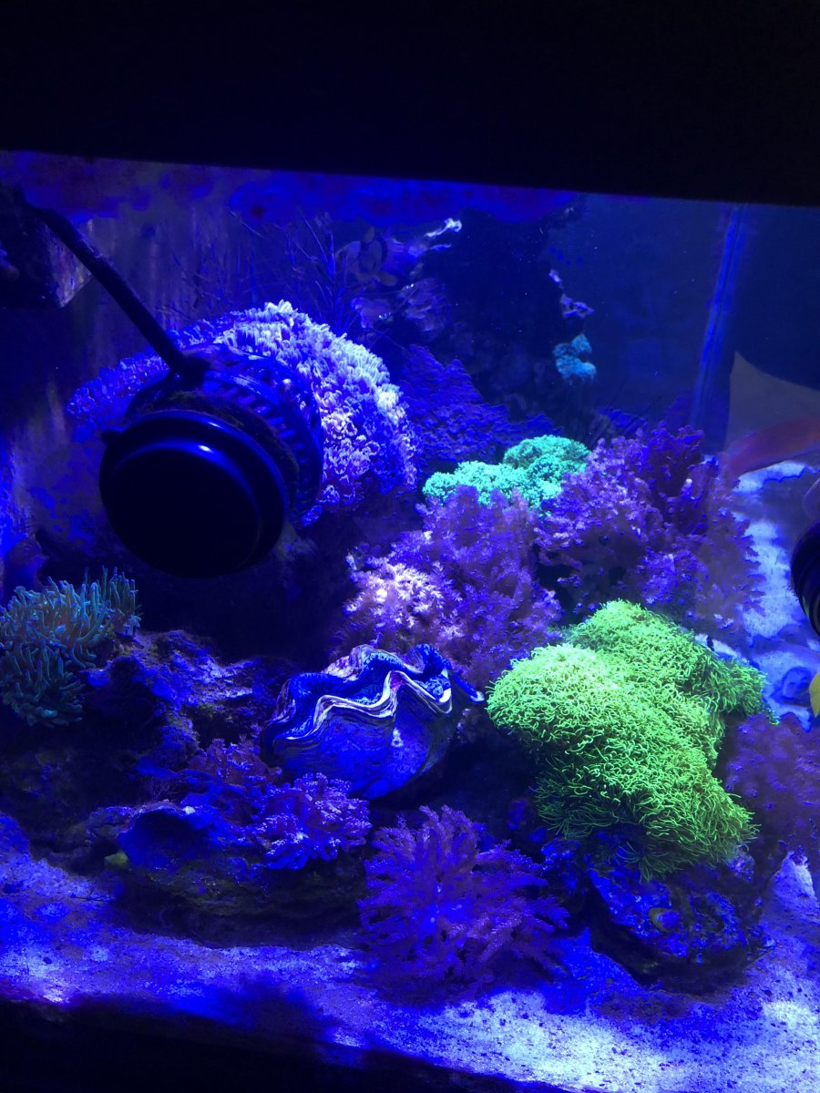 maxima clam.jpg