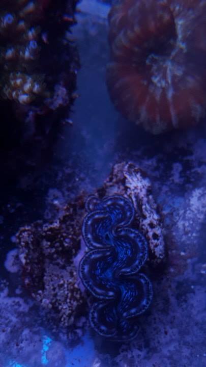 Maxima Clams.jpg
