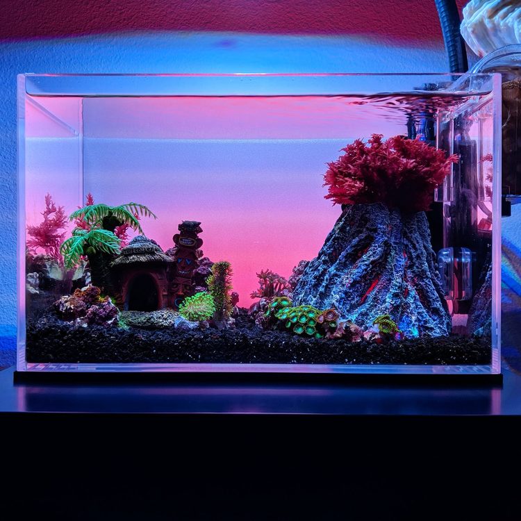 Saltwater themed freshwater tank new arrivals