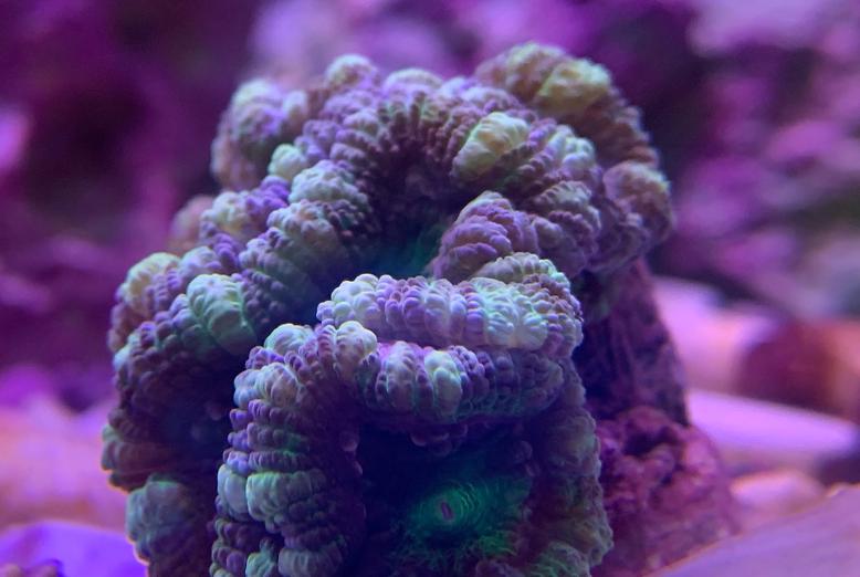 meangreen acan.jpeg