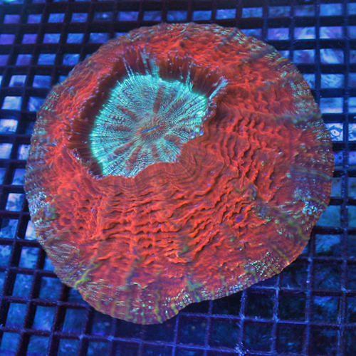 meat coral.jpg
