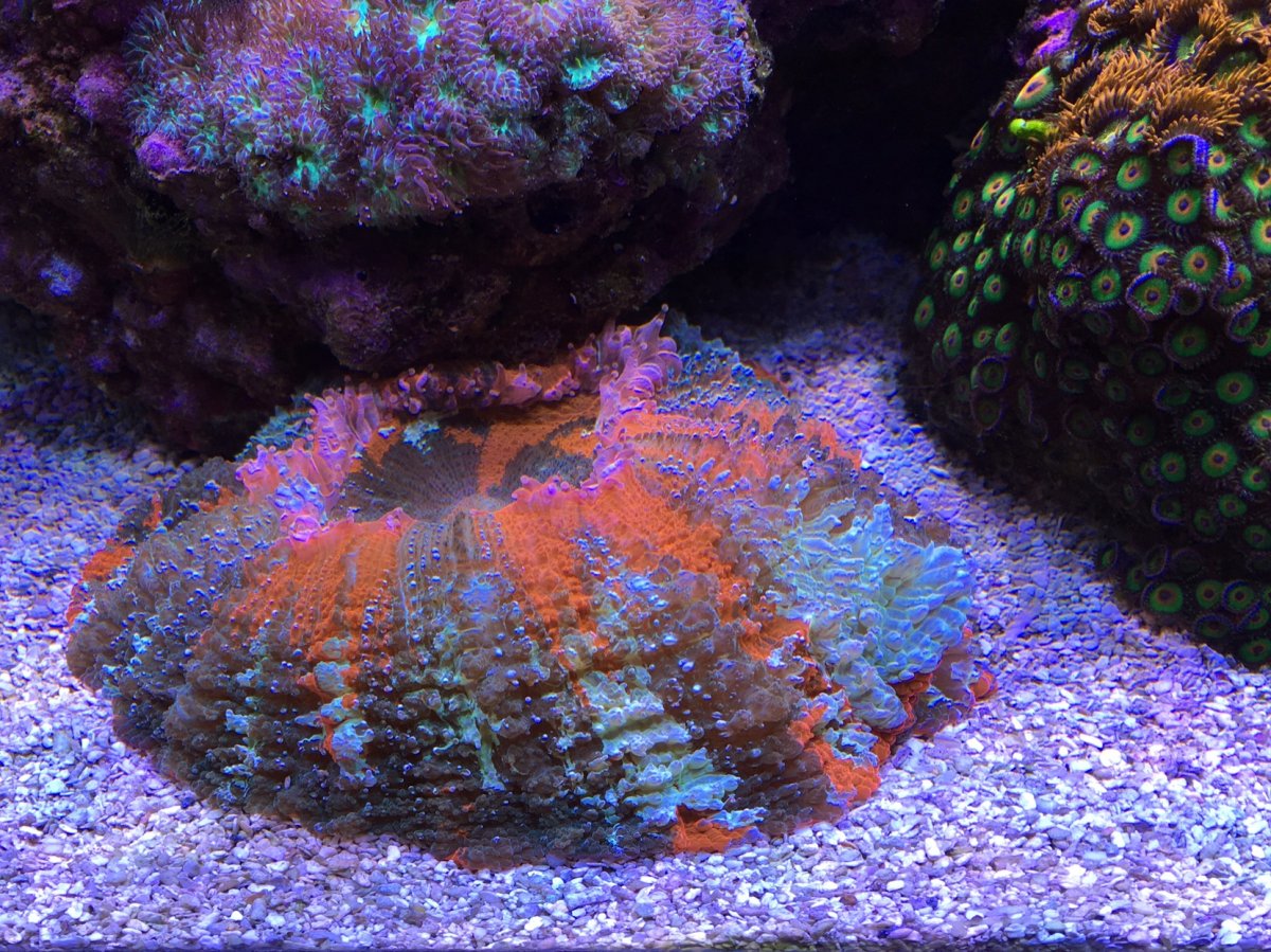 Meat coral.jpg