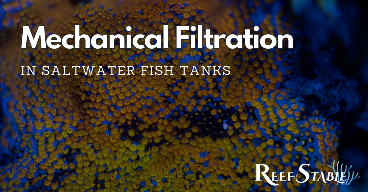 mechanical-filtration-for-saltwater-aquariums.jpg