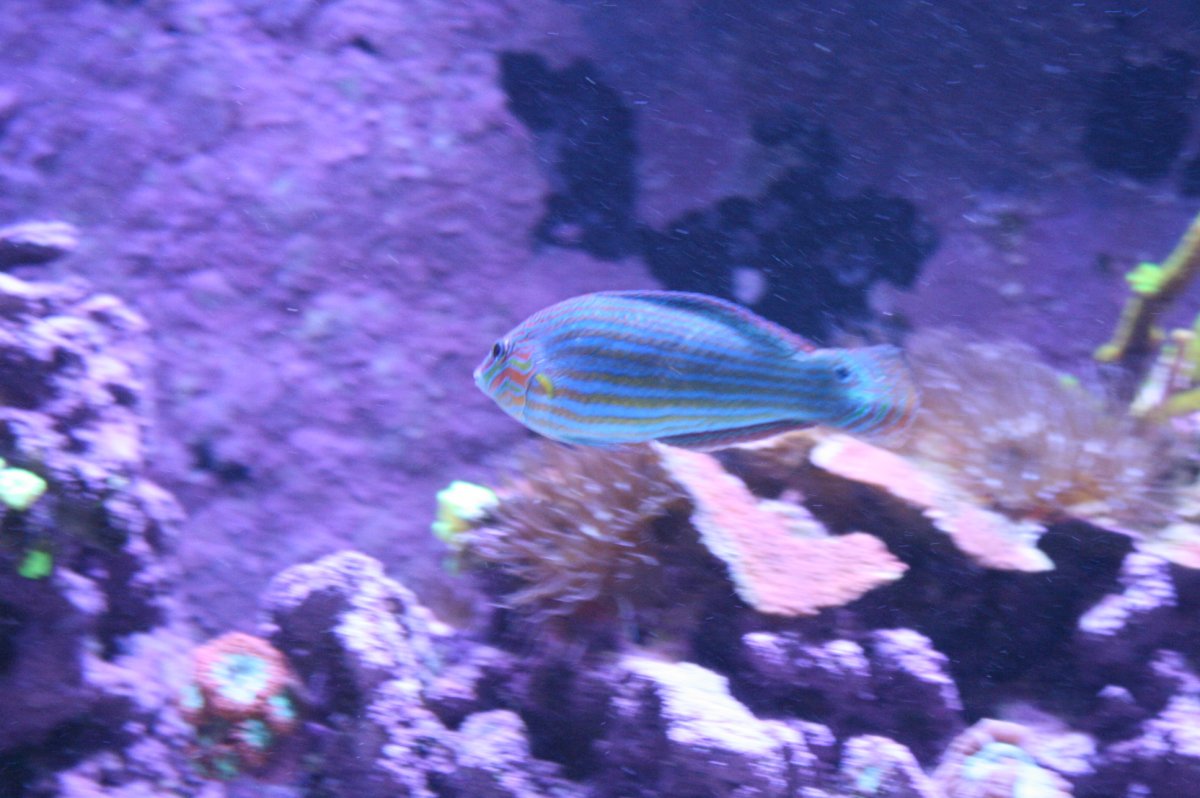 New York - Purple Tang, Foxface Rabbit, Melanurus, Clowns - Getting out ...