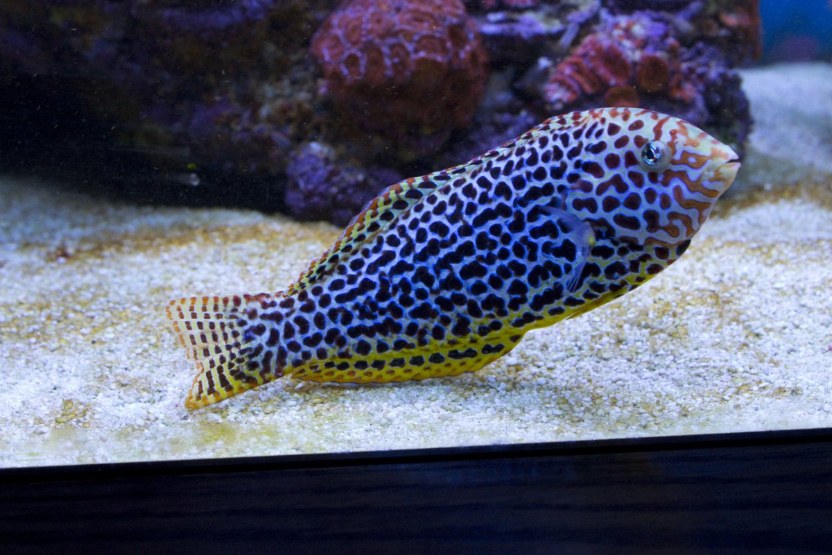 Melagris leopard.jpg