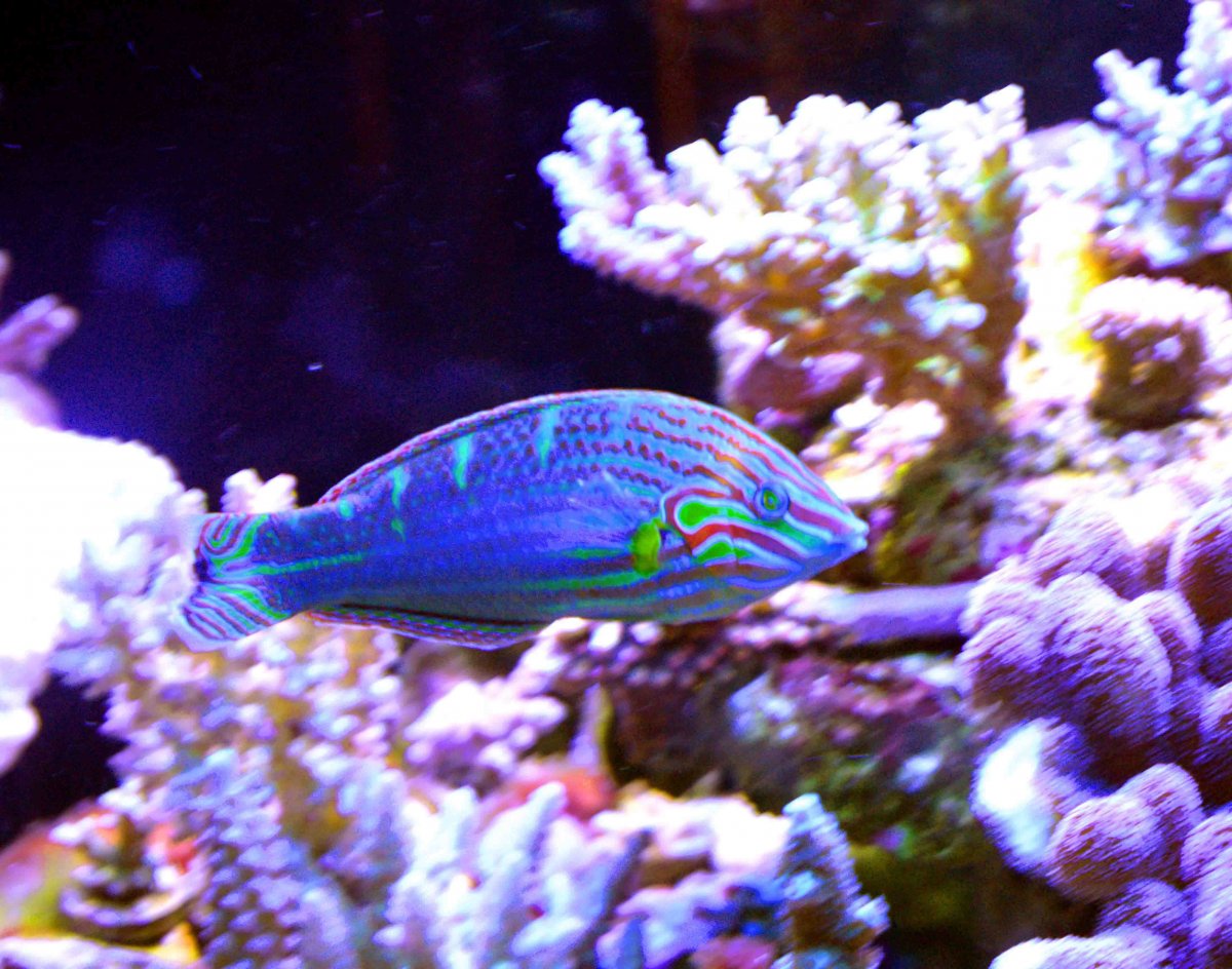 Melanurus Wrasse2.jpg