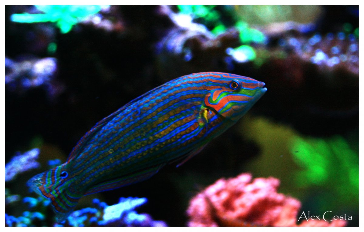 Melanurus2.jpg