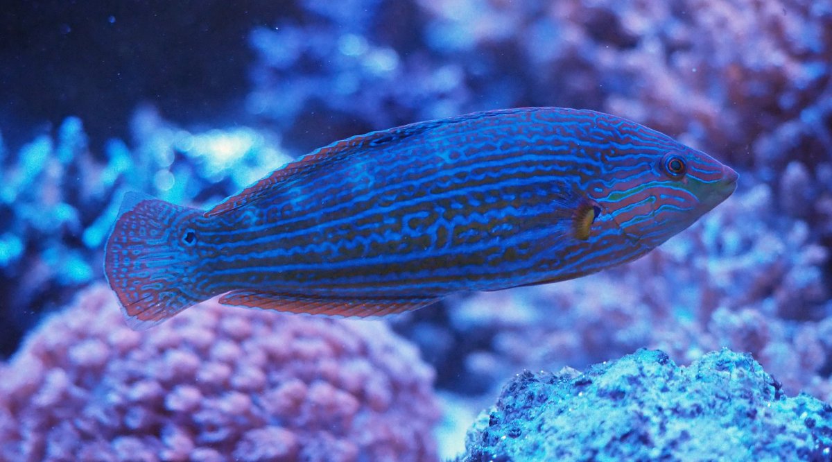 MelanurusWrasse2020102001.jpg