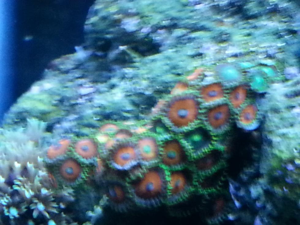 melon zoa.jpg