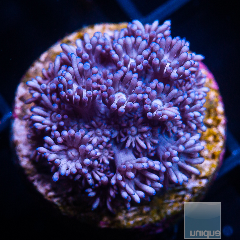 Metallic Purple Goniopora 49 26.JPG