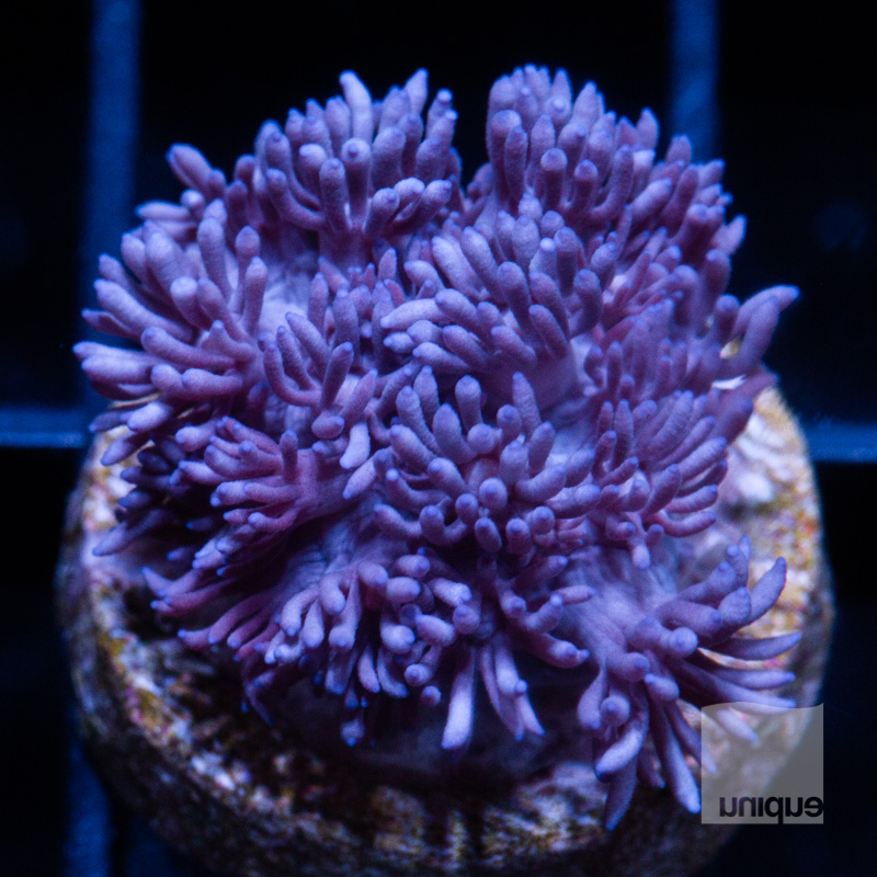 Metallic Purple Goniopora 59 36.jpg