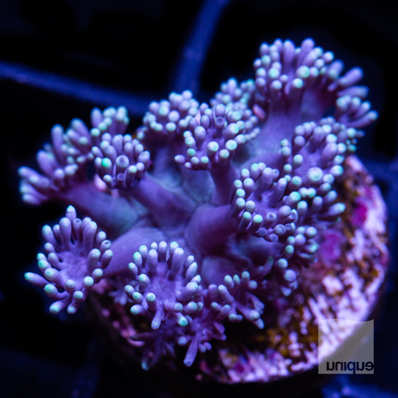 Metallic Purple Goniopora 89 58.jpg