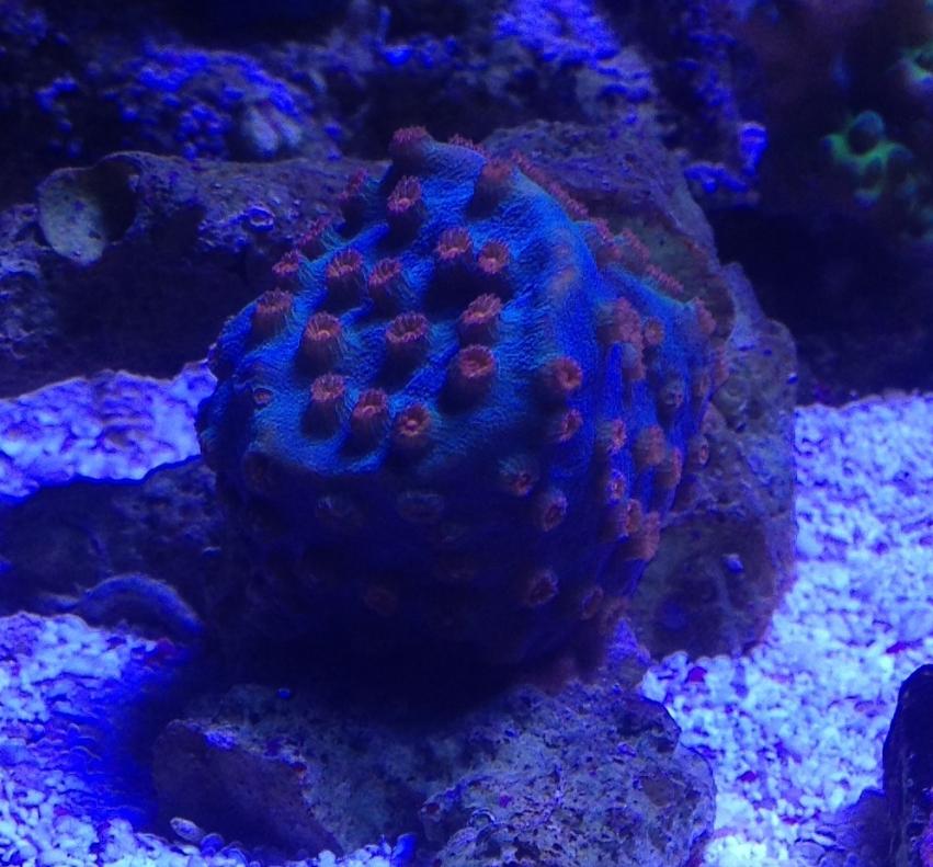Meteor Shower Cyphastrea nugget colony.jpg