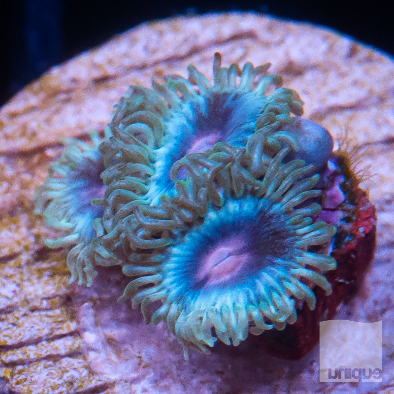 Miami Vice Variant Zoanthids.jpeg