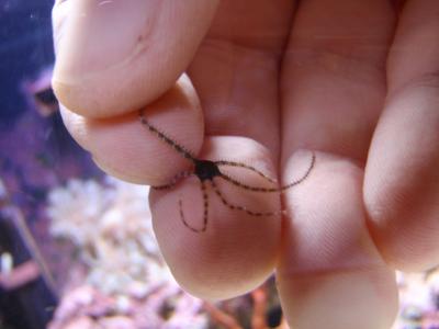 micro brittle star fish.jpg