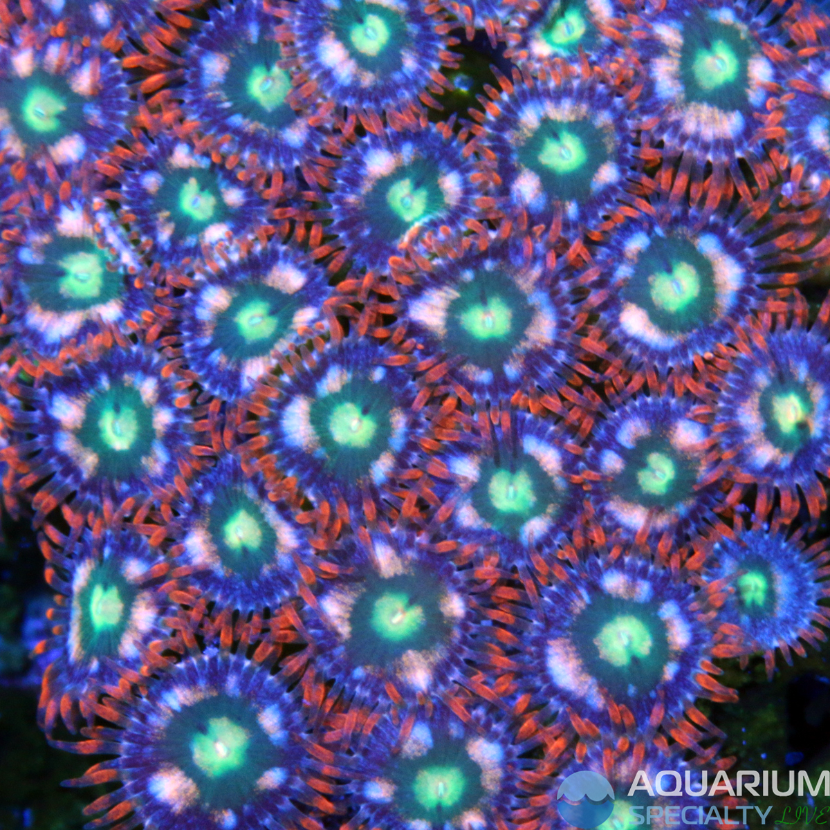 micro-zoa.jpg