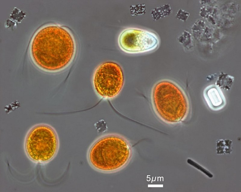 Microorganisms_from_the_hypersaline_Lake_Tyrrell.jpg