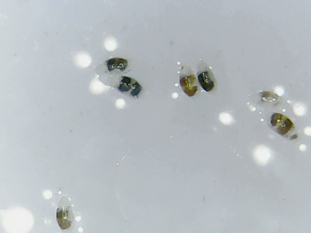 What To Do If You Find These Tiny 1Mm Black Bugs - fdxyg37