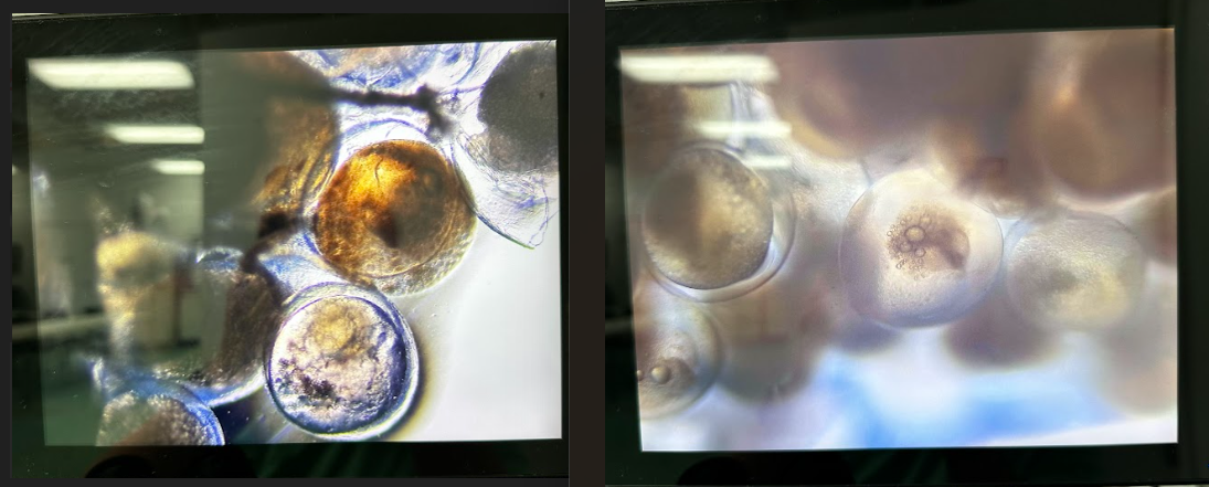 microscope view.png