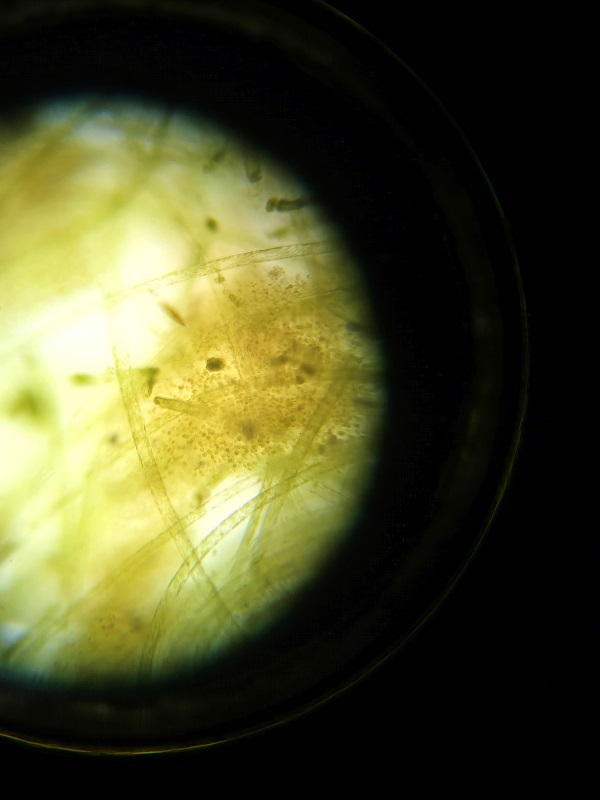 microscope1.jpeg
