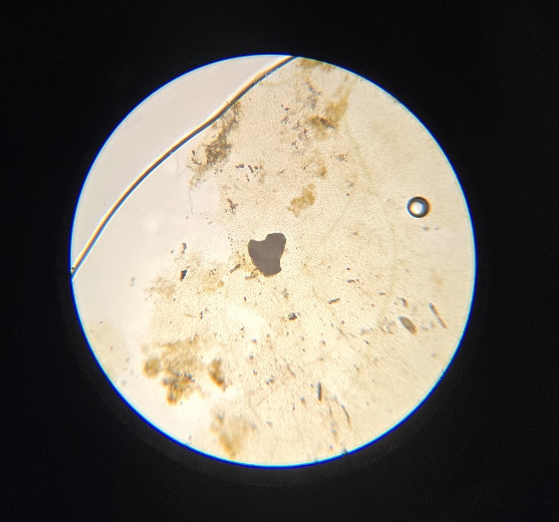 microscope2.jpeg