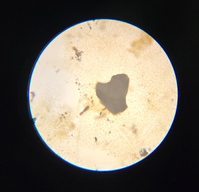 microscope3.jpeg