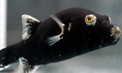 Midnight_Arothron_Puffer.jpg