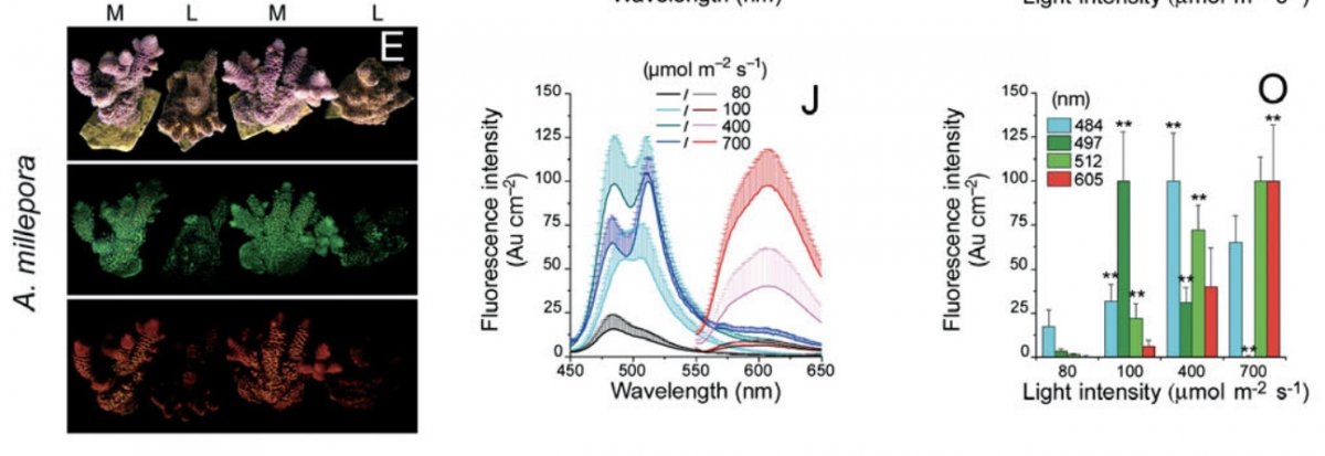 Can certain wavelength of light make a Millepora Neon Pink? | Reef2Reef