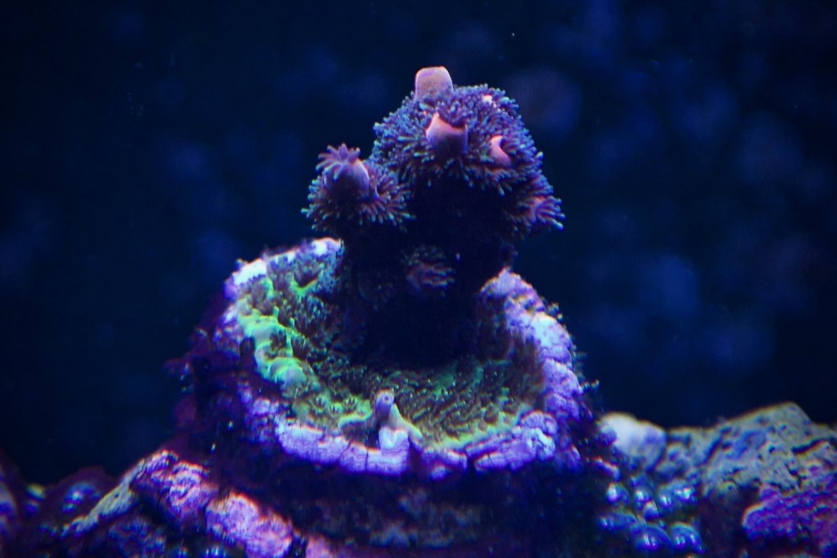 Millepora.jpg